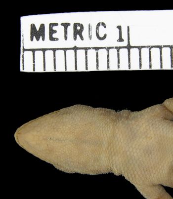 Media type: image; Herpetology R-39727